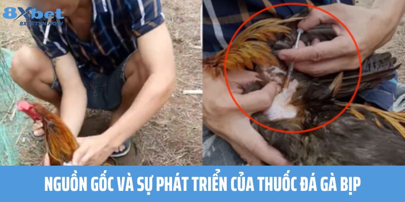 Nguồn gốc và sự phát triển của thuốc đá gà bịp