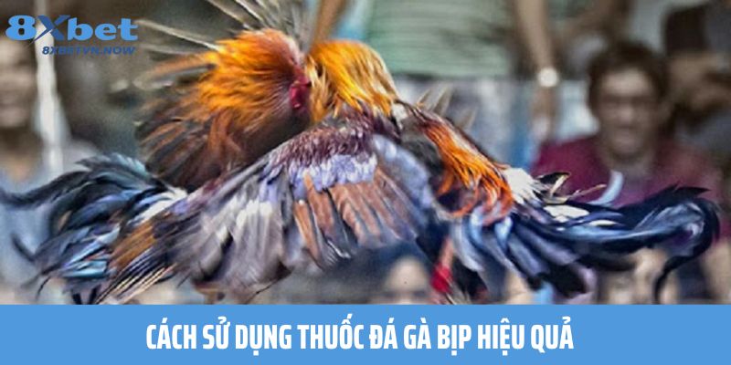 Cách sử dụng thuốc đá gà bịp hiệu quả