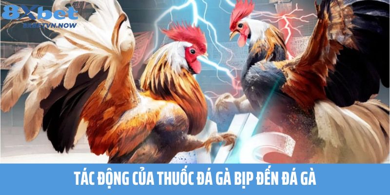 Tác động của thuốc đá gà bịp đến đá gà